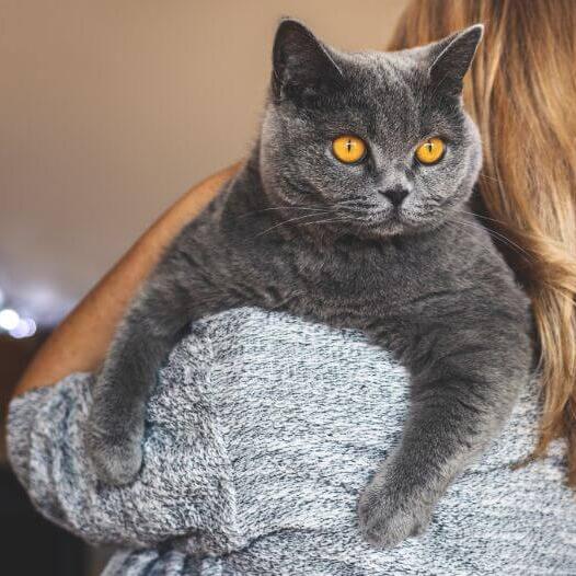 British shorthair cat sales with blue eyes